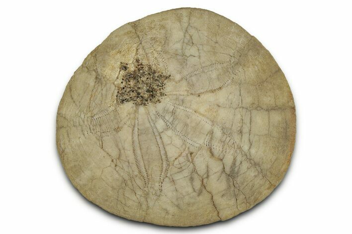 Pliocene Sand Dollar (Dendraster) Fossil - California #327227
